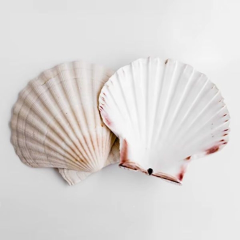 Scallop Shell